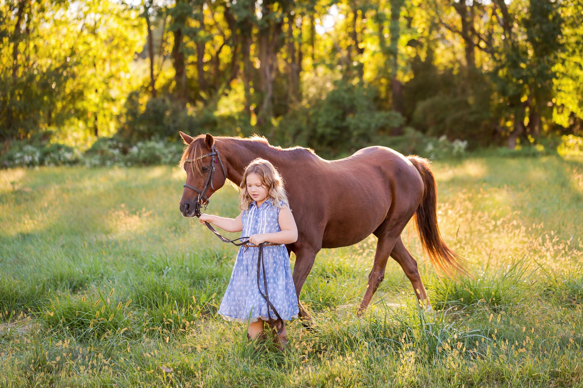 little girl walking chestnut pony through a field