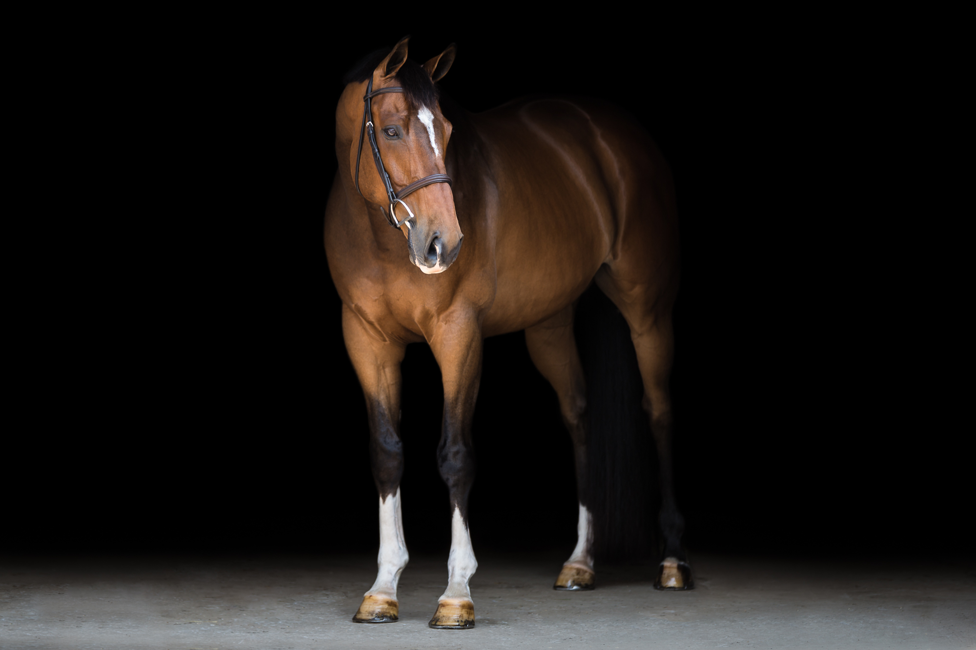 chestnut horse on black background