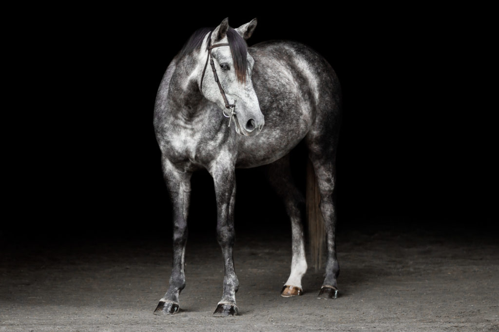 dapple grey welsh cross pony
