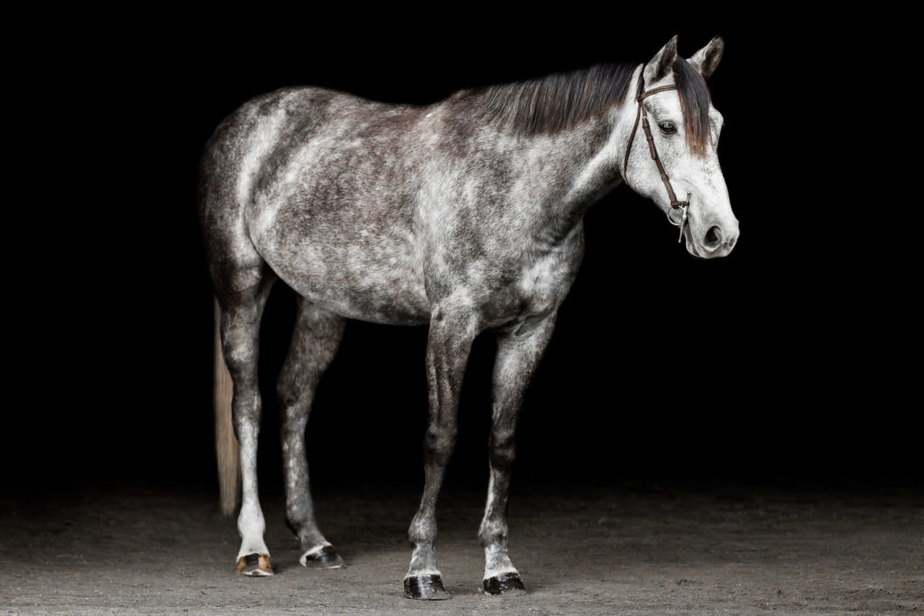 dapple grey welsh cross pony portrait on black background