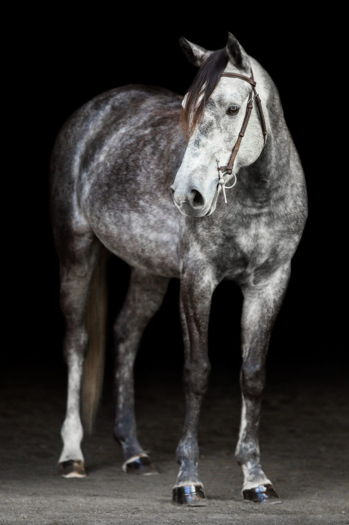 dapple grey welsh cross pony on black background