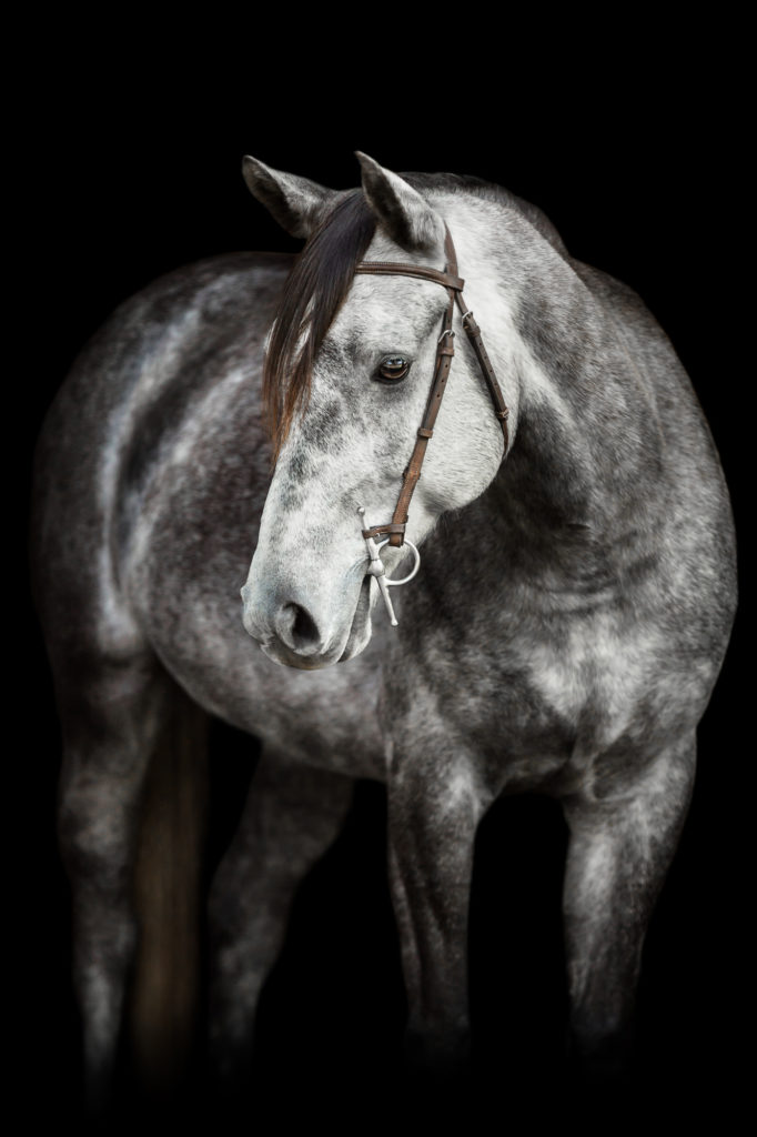 dapple grey welsh pony on black background