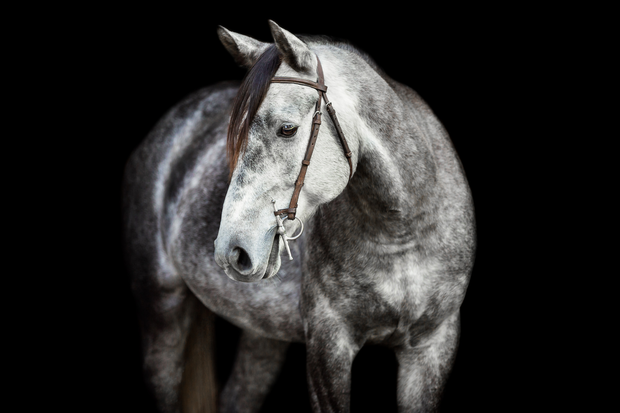 dapple grey welsh pony on black background