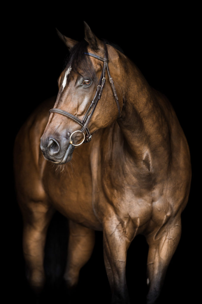 bay horse on black background at Planeta Stables