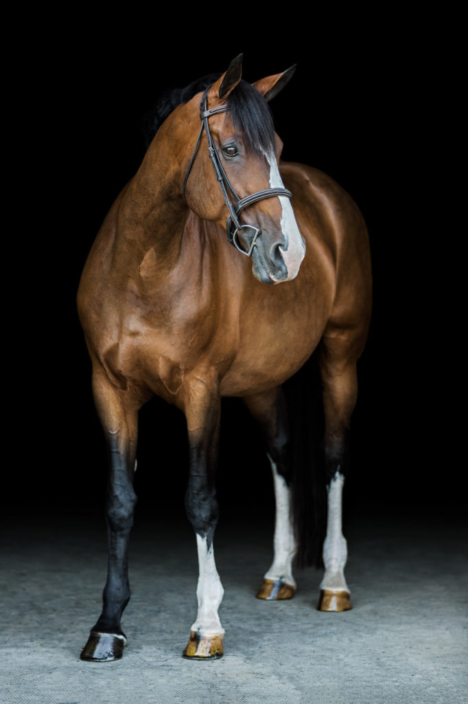 full length of brown horse with white blaze