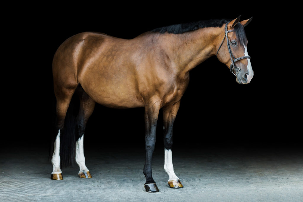 full body of brown horse with white blaze