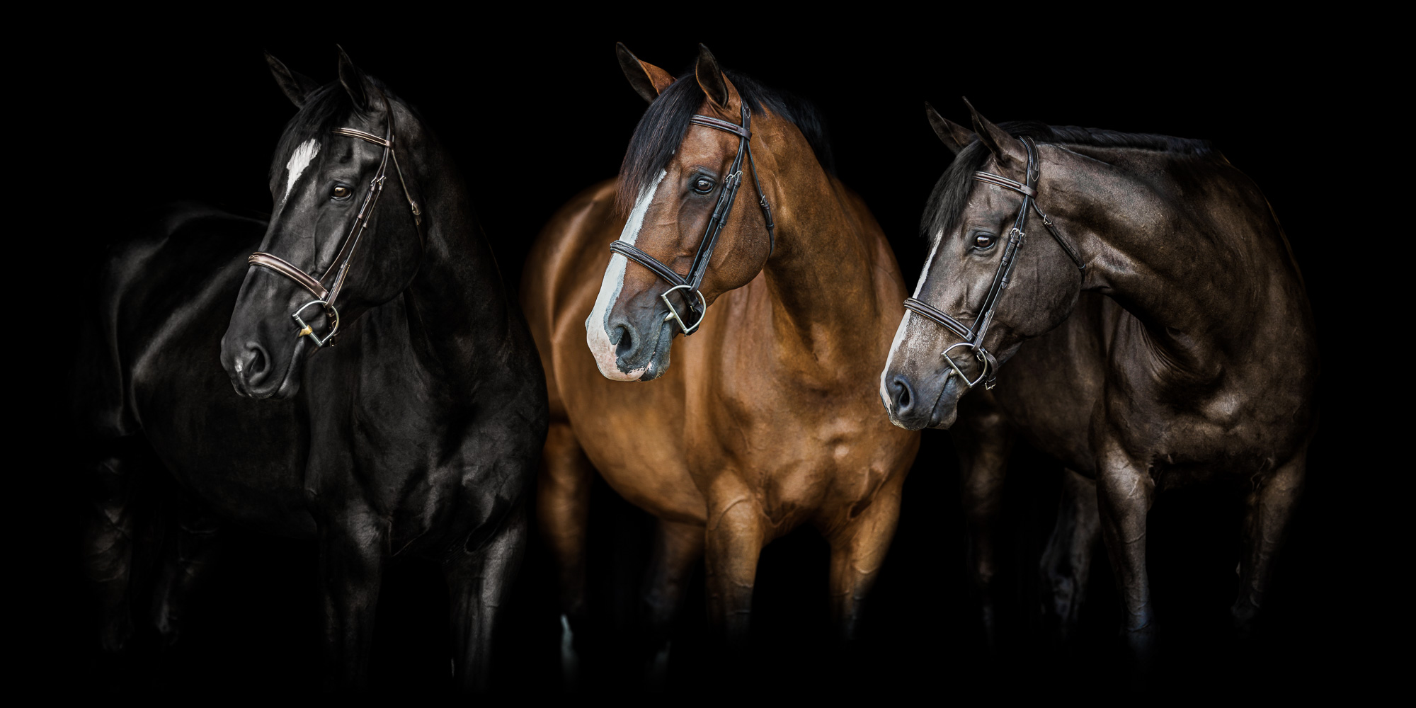 three mares side by side on black background