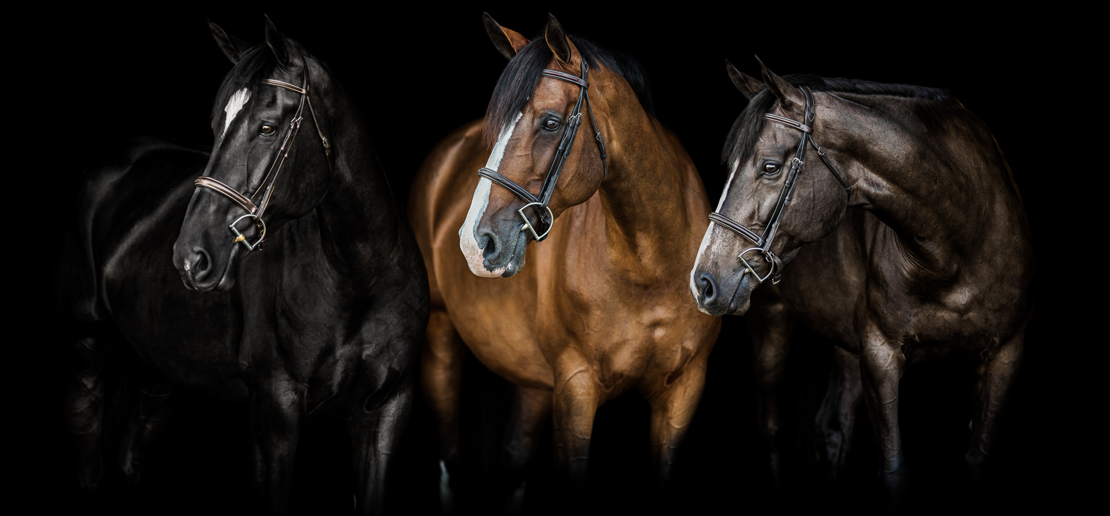 three mares on black background