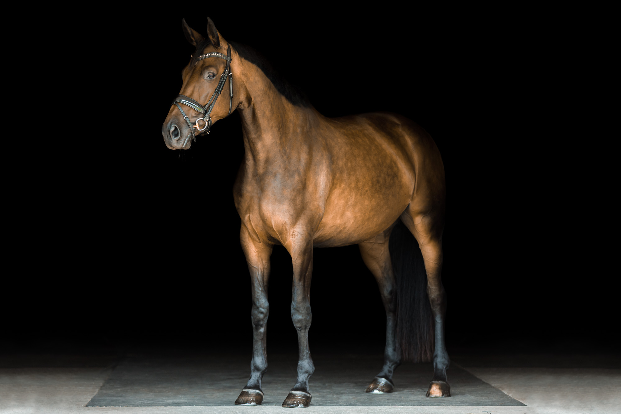 dapple bay mare on black background at Red Tail Farm