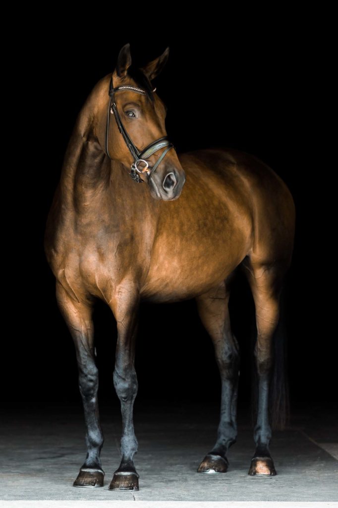 dapple bay mare with dressage bridle at Red Tail Farm