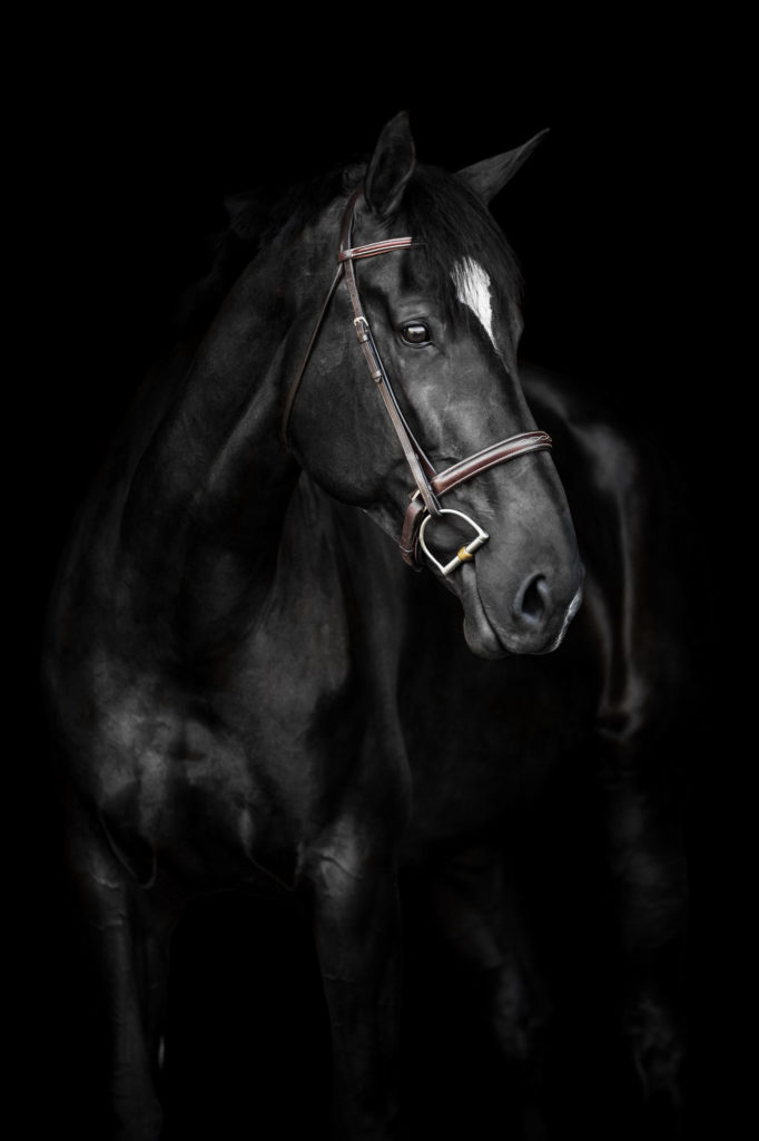 headshot black horse