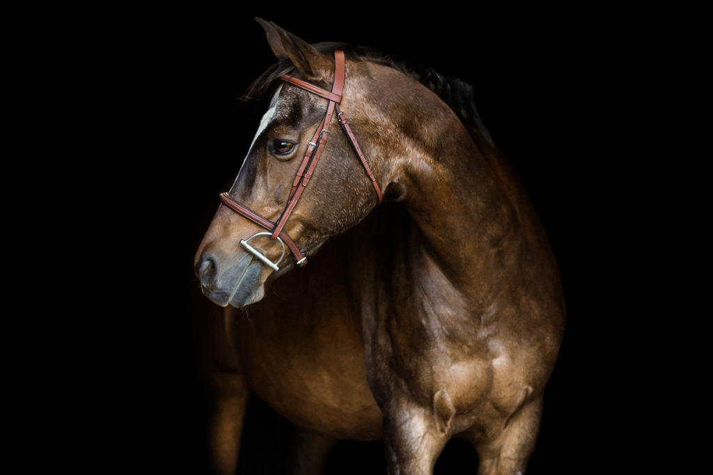 bay mare with white blaze and bridle on black background