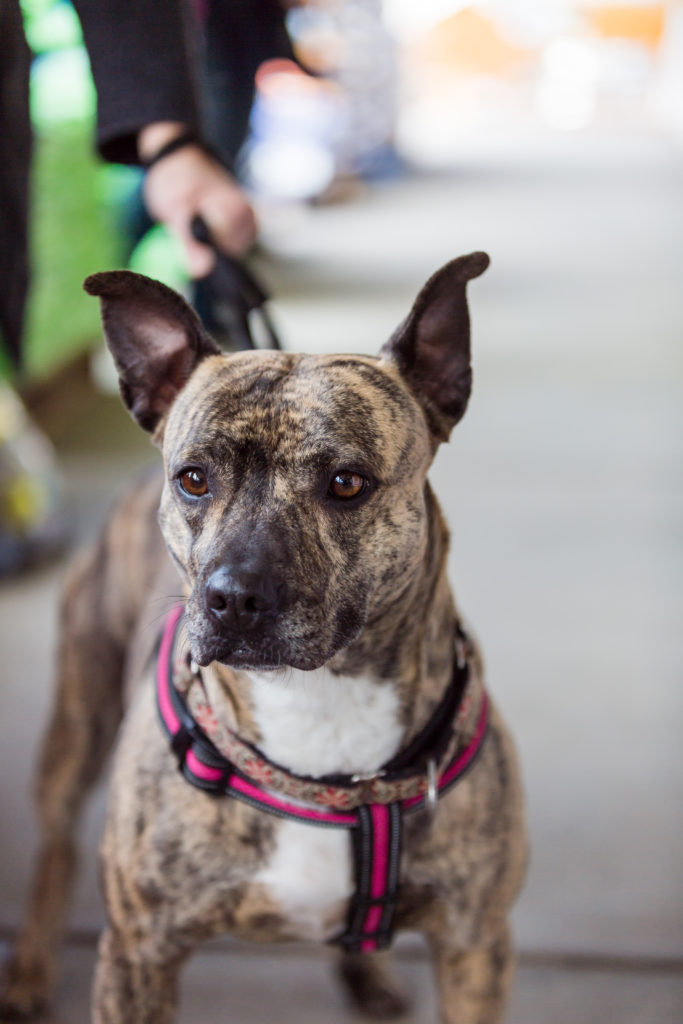 brindle pit mix dog named Candy at SoCo Rescue