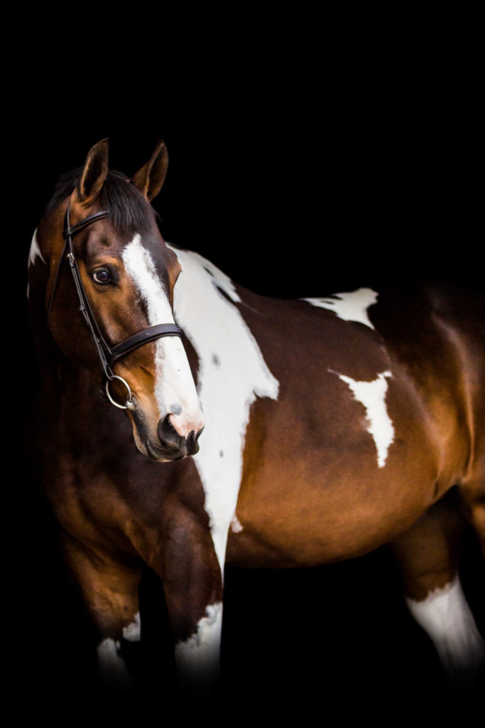 paint horse on black background