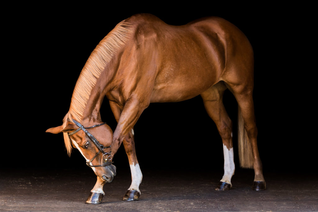 chestnut horse bowing