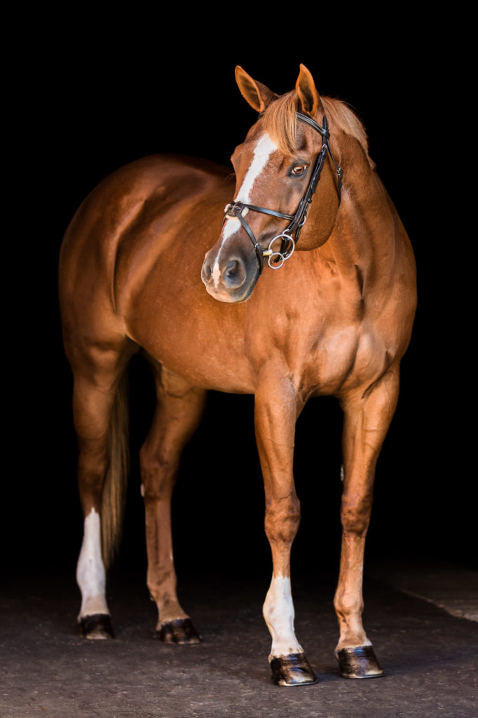 full length image of chestnut horse on black background