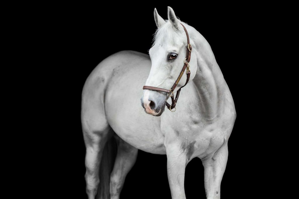 white horse on black background with brown leather halter
