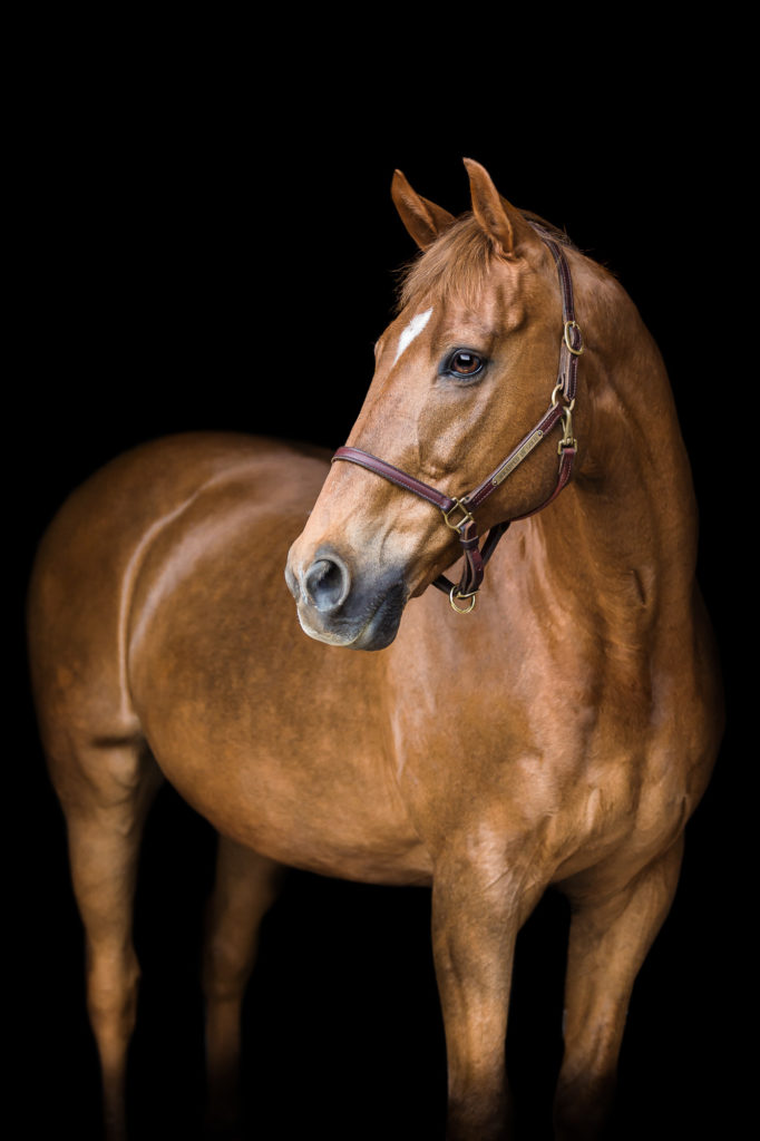 Wrapped in Gold "Gold" OTTB