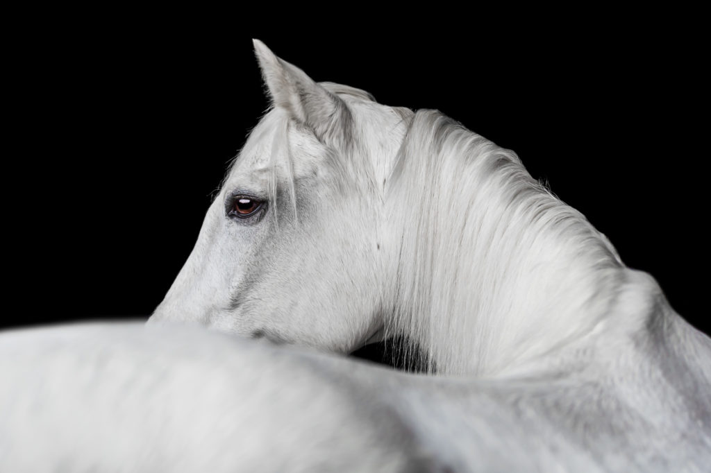 white horse looking over shoulder on black background