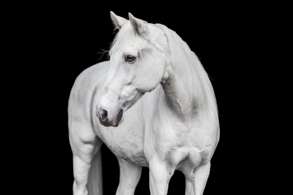 white horse on black background