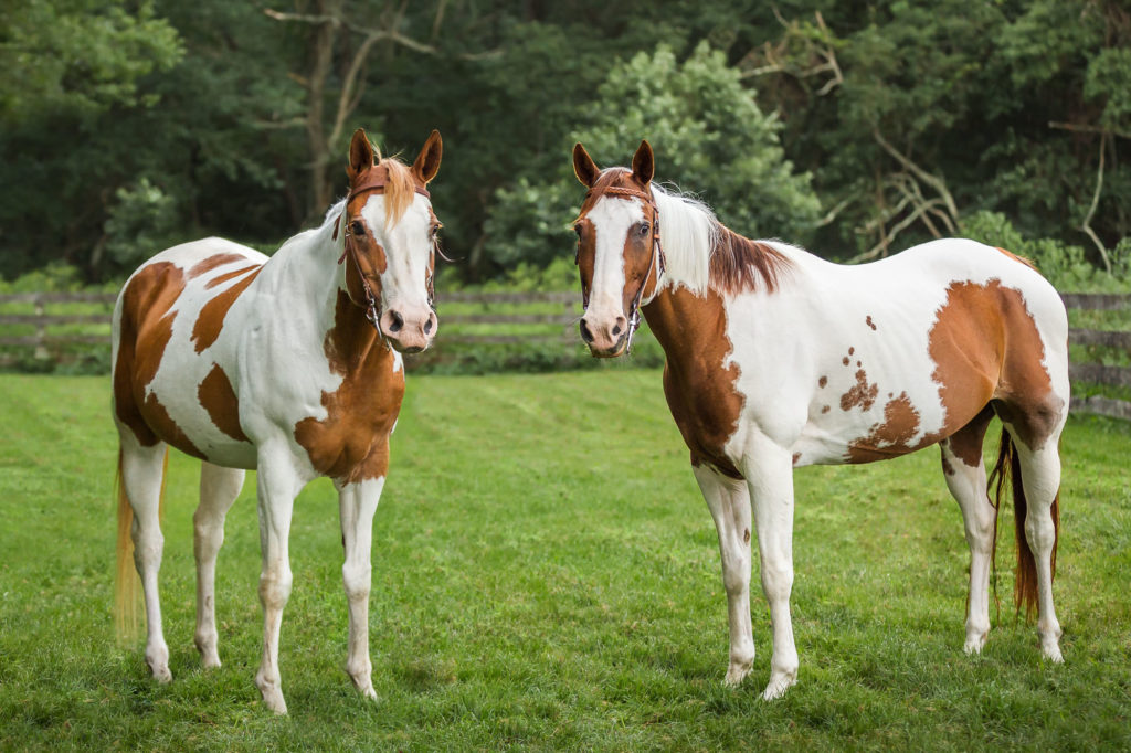 Brandy and Splash, two paint mares