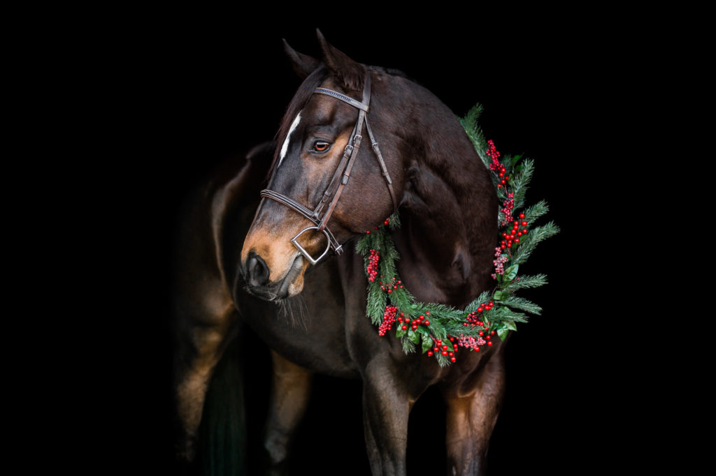 Blue the OTTB in holiday garland