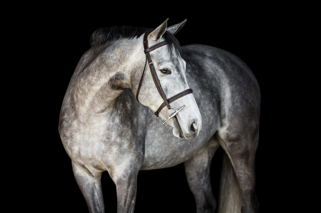 Raisin the grey horse at Hidden Farm Hunters