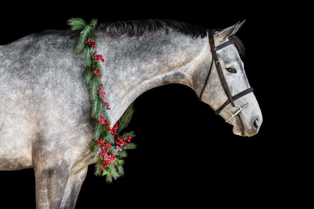 Raisin the grey horse in a holiday garland