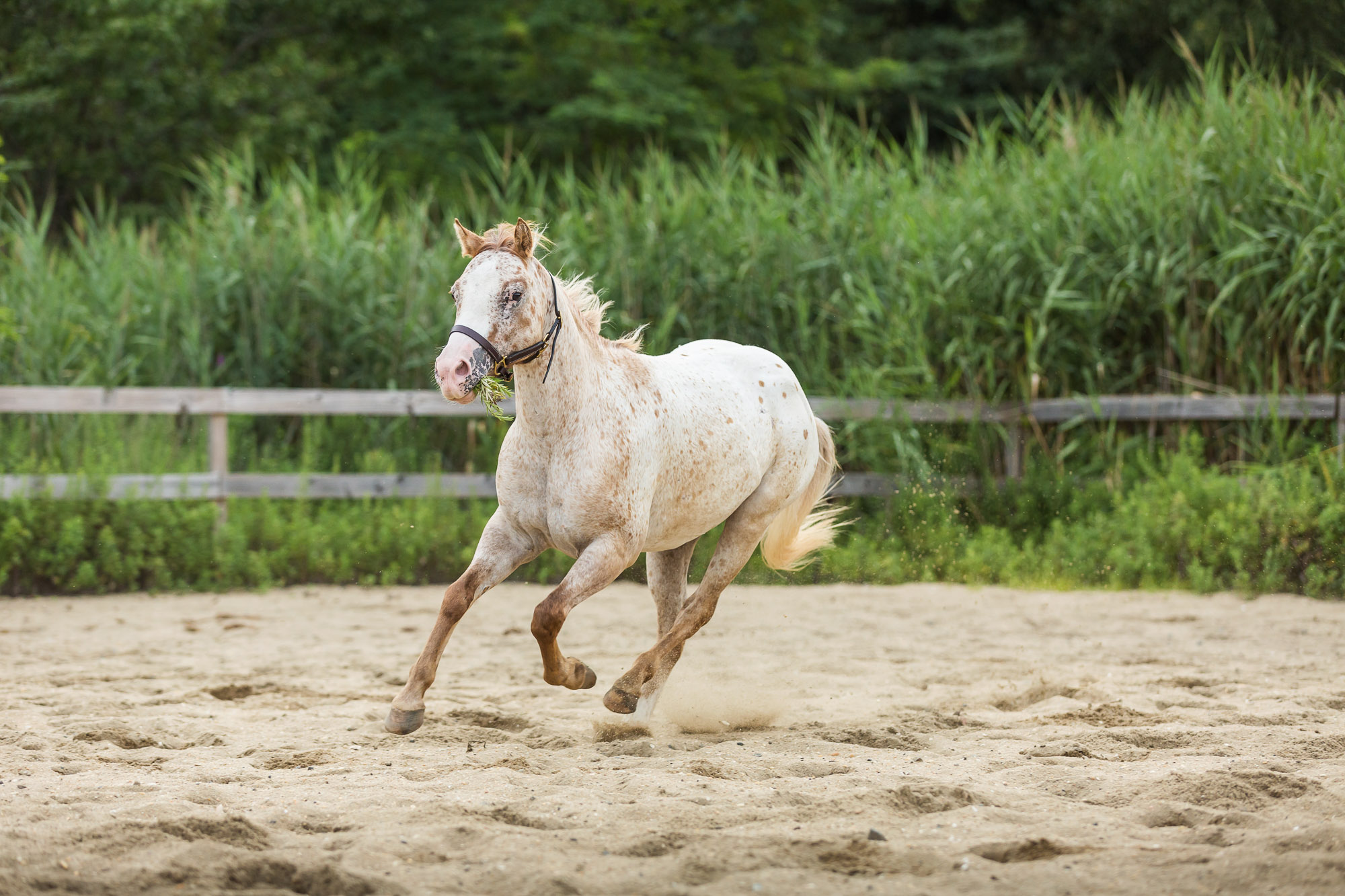 Poncho running with a mouth full of grass at Legacy Riding Stables