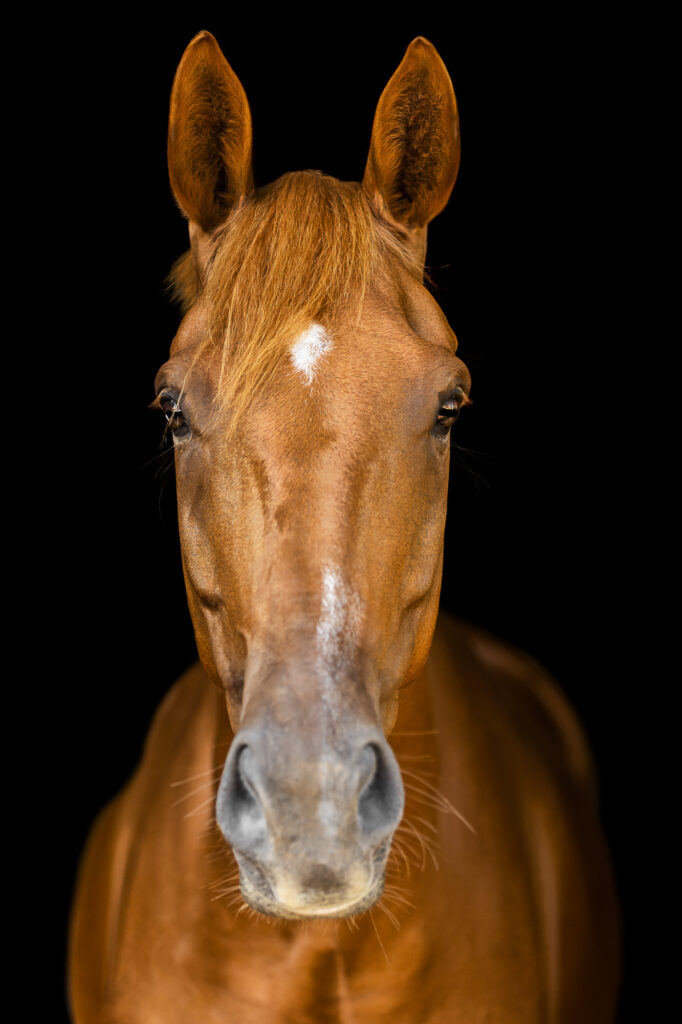 closeup of chestnut horse face